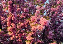 IMG_1829.jpeg